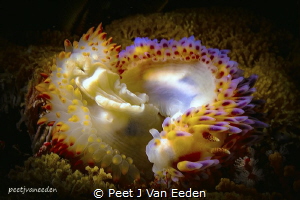 Circle of Love

Two nudibranchs in a mating ritual by Peet J Van Eeden 